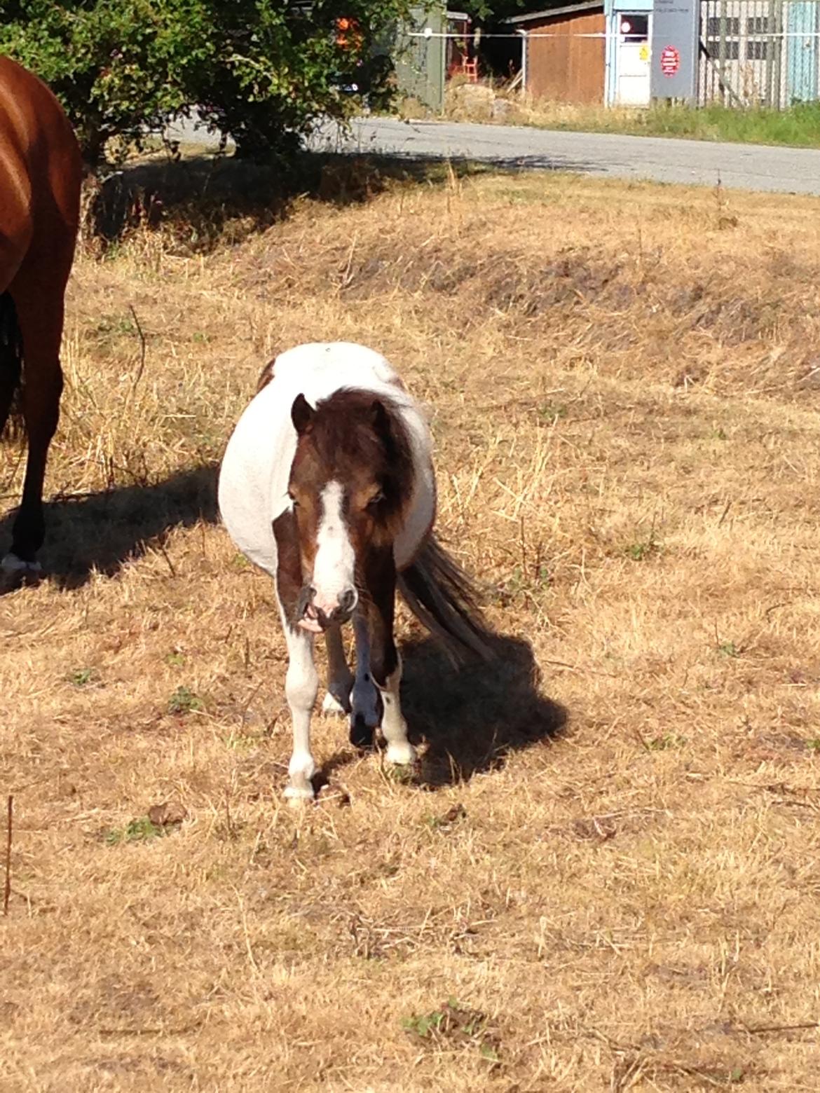 Shetlænder Alf billede 4