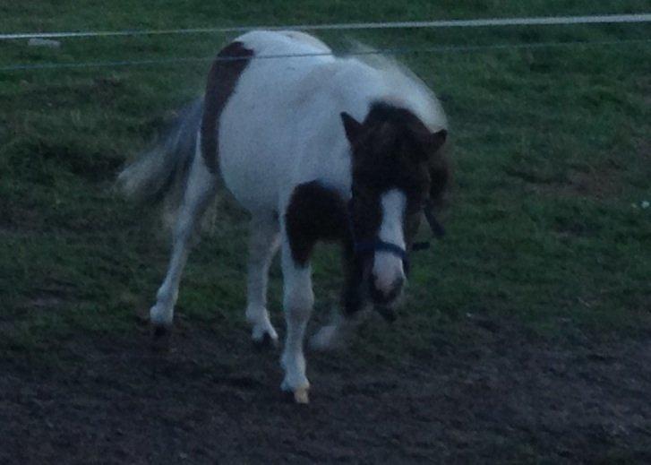 Shetlænder Alf billede 7