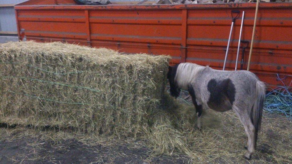 Shetlænder Alf billede 8