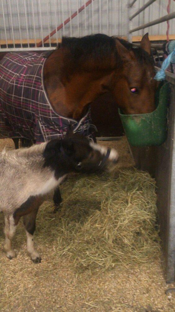 Shetlænder Alf billede 9