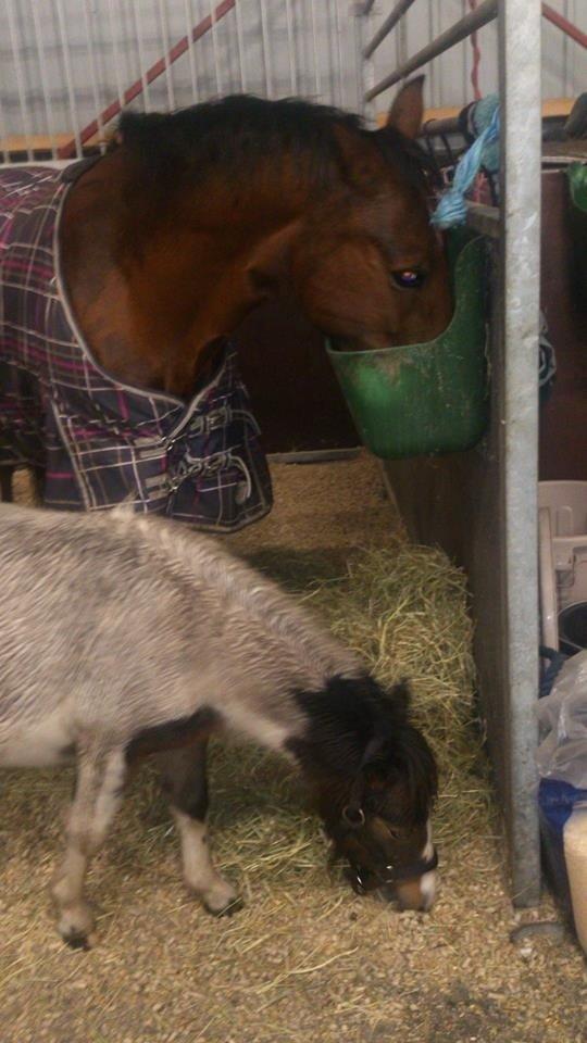 Shetlænder Alf billede 10