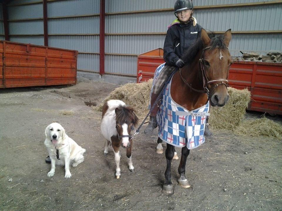 Shetlænder Alf billede 11