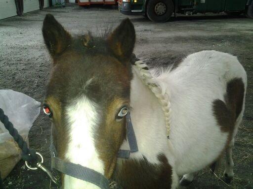 Shetlænder Alf billede 12