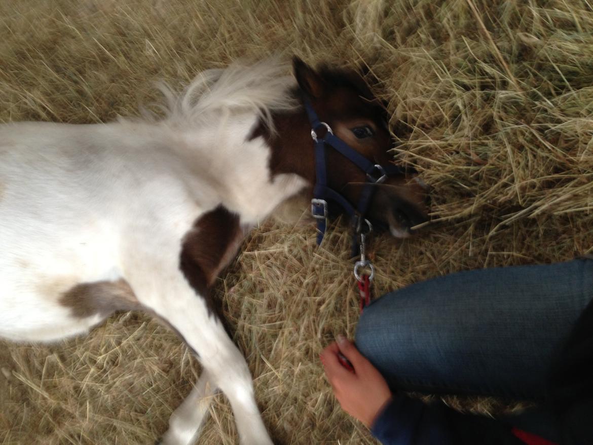 Shetlænder Alf billede 13