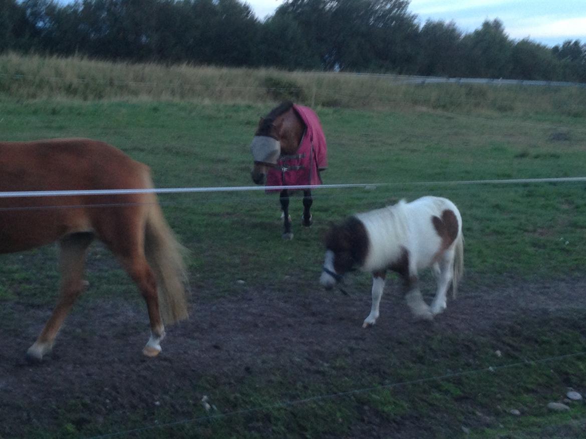 Shetlænder Alf billede 14