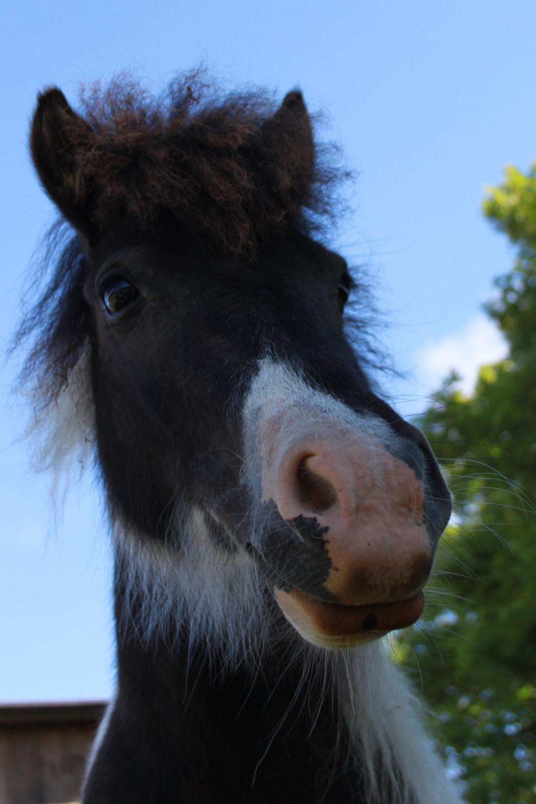 Shetlænder Nini. *Baby* billede 22