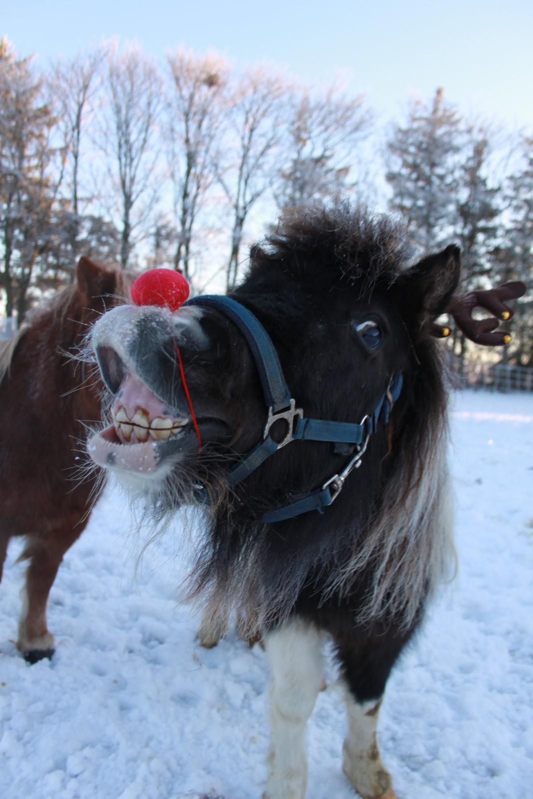 Shetlænder Nini. *Baby* billede 23