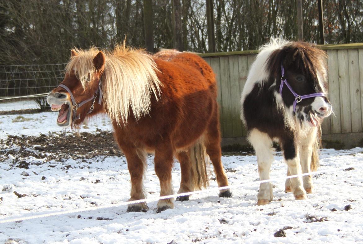 Shetlænder Nini. *Baby* billede 24