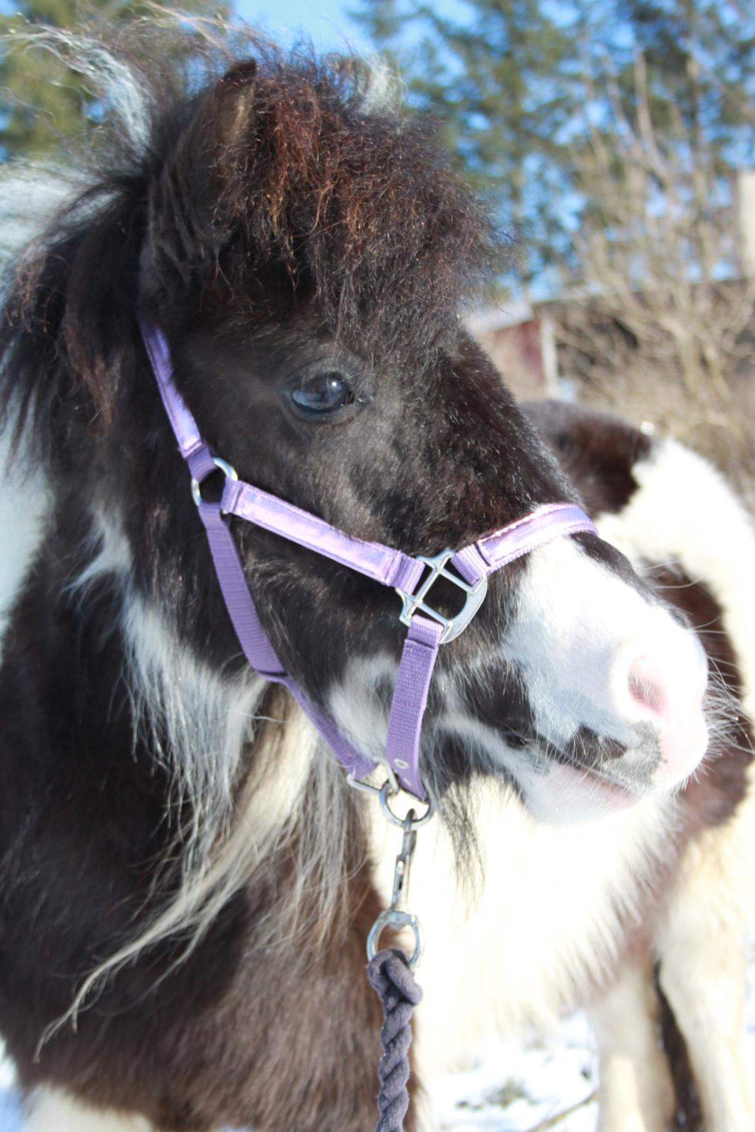 Shetlænder Nini. *Baby* billede 26