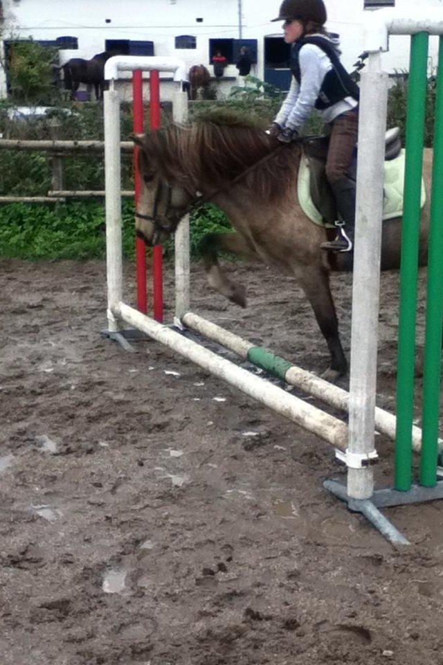 Islænder Blettur fra Tjenergården - "Vi tar' den da bare i skridt :D billede 11