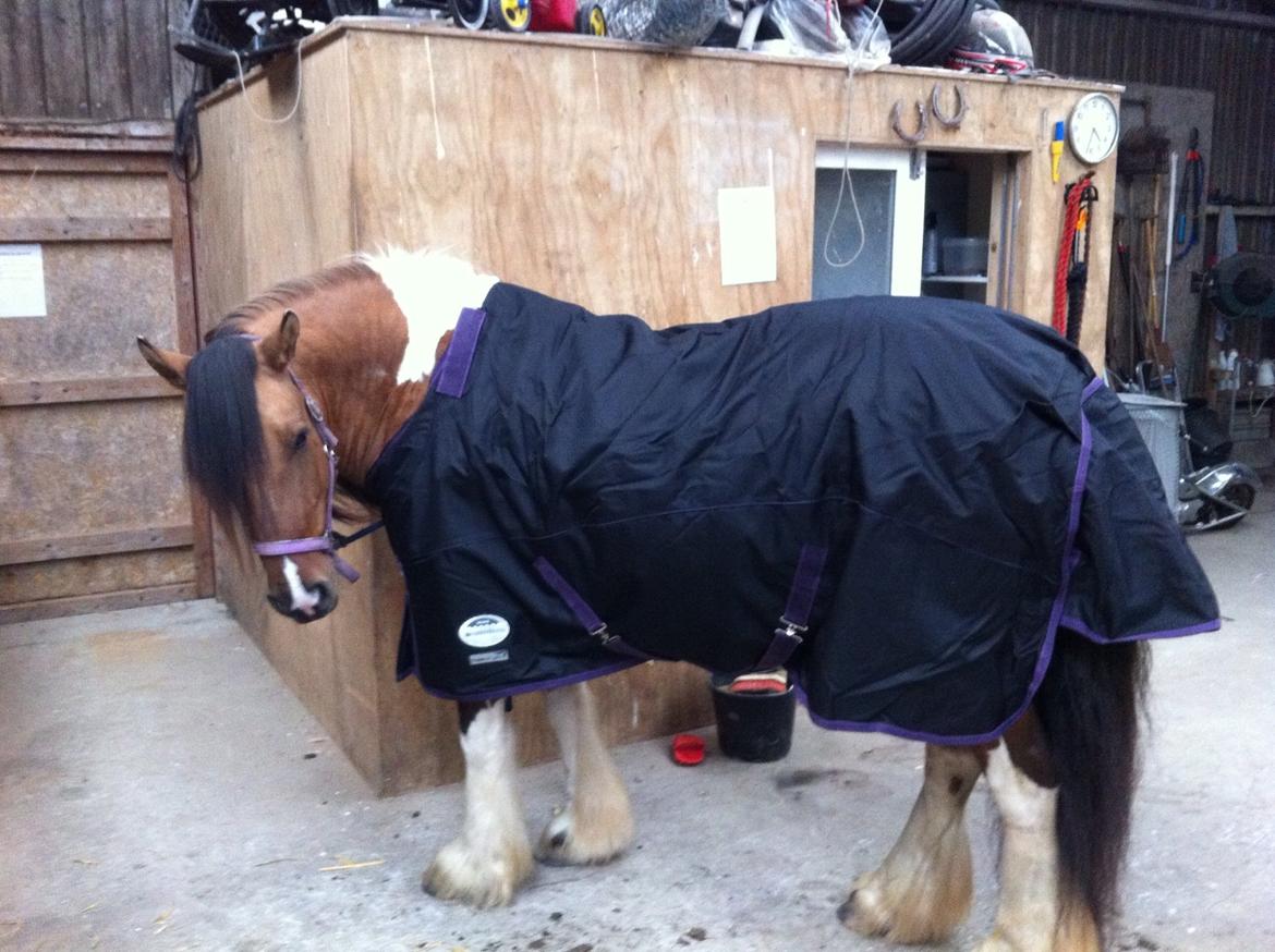 Irish Cob Crossbreed sunrise billede 17