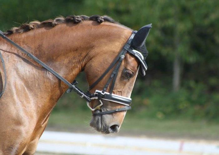 Welsh Partbred (Sec F) De Wijk's Aislin B PONY - DM Hold 2013 billede 2