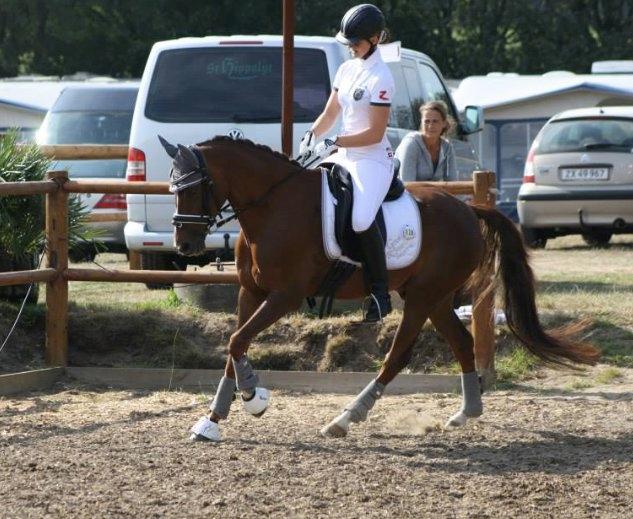 Welsh Partbred (Sec F) De Wijk's Aislin B PONY - DM Hold 2013 opvarmning billede 3