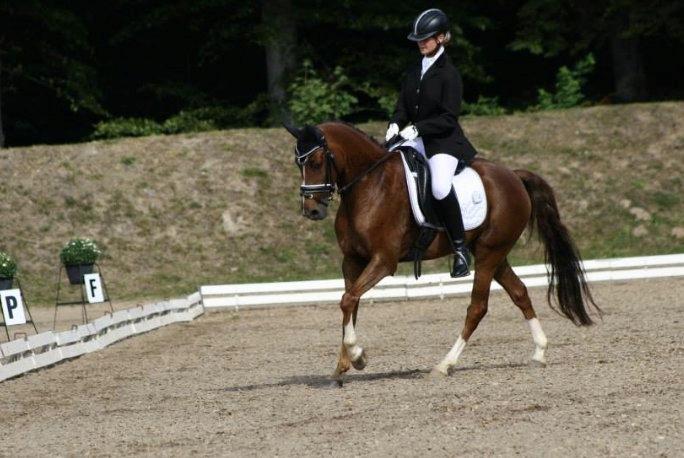 Welsh Partbred (Sec F) De Wijk's Aislin B PONY - DM Hold 2013 billede 5