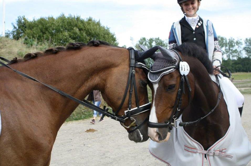 Welsh Partbred (Sec F) De Wijk's Aislin B PONY - Orchirds Jester og Aislin snakker Hollandsk sammen :-D billede 7