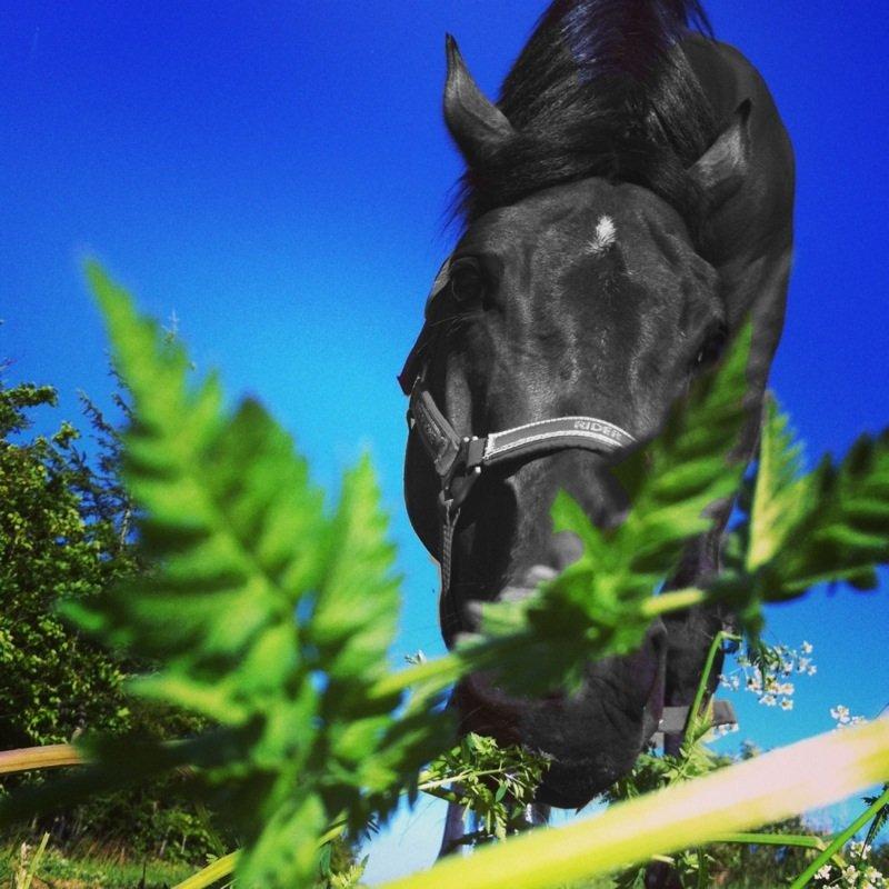 DSP Lykkehøjs Kiss Mee <3 billede 16