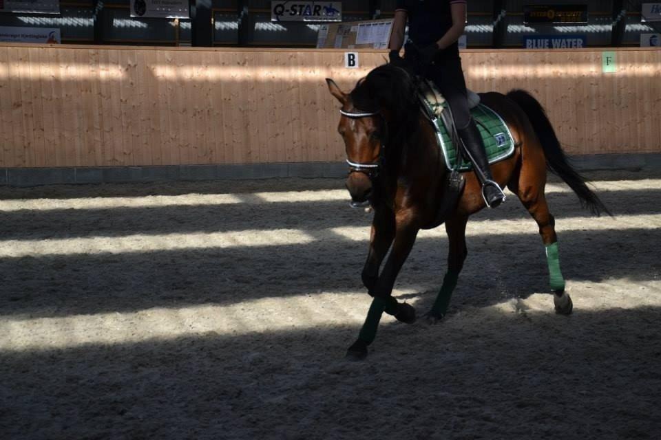 DSP Lykkehøjs Kiss Mee <3 billede 17