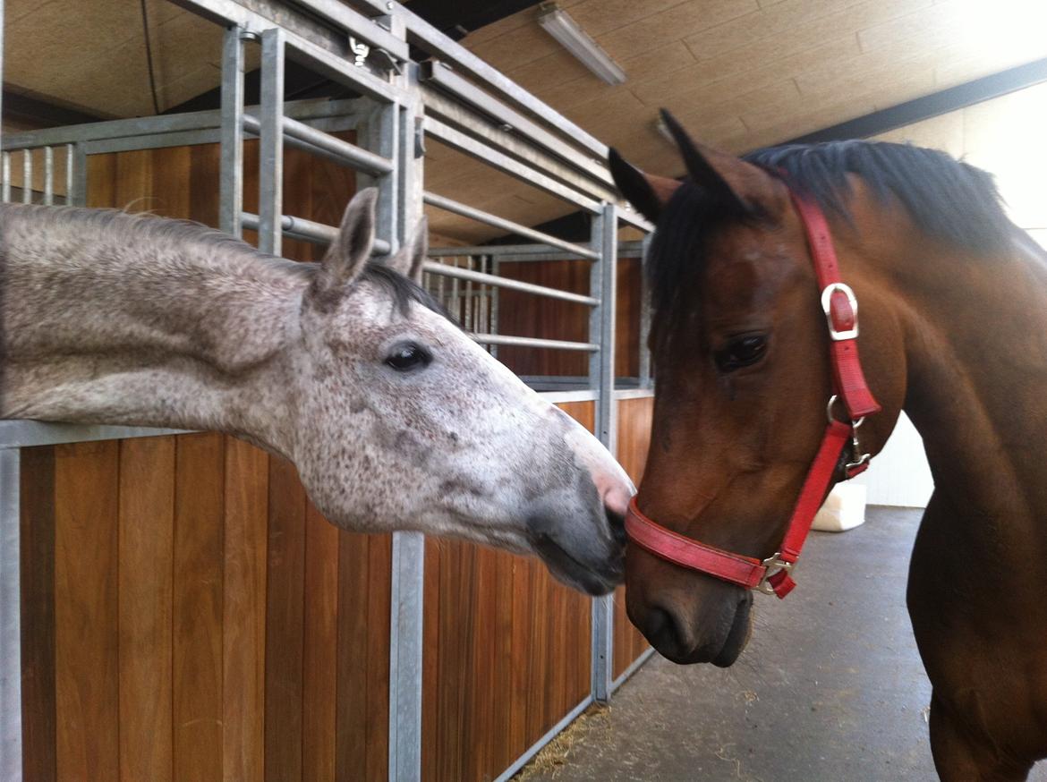 DSP Lykkehøjs Kiss Mee <3 billede 18