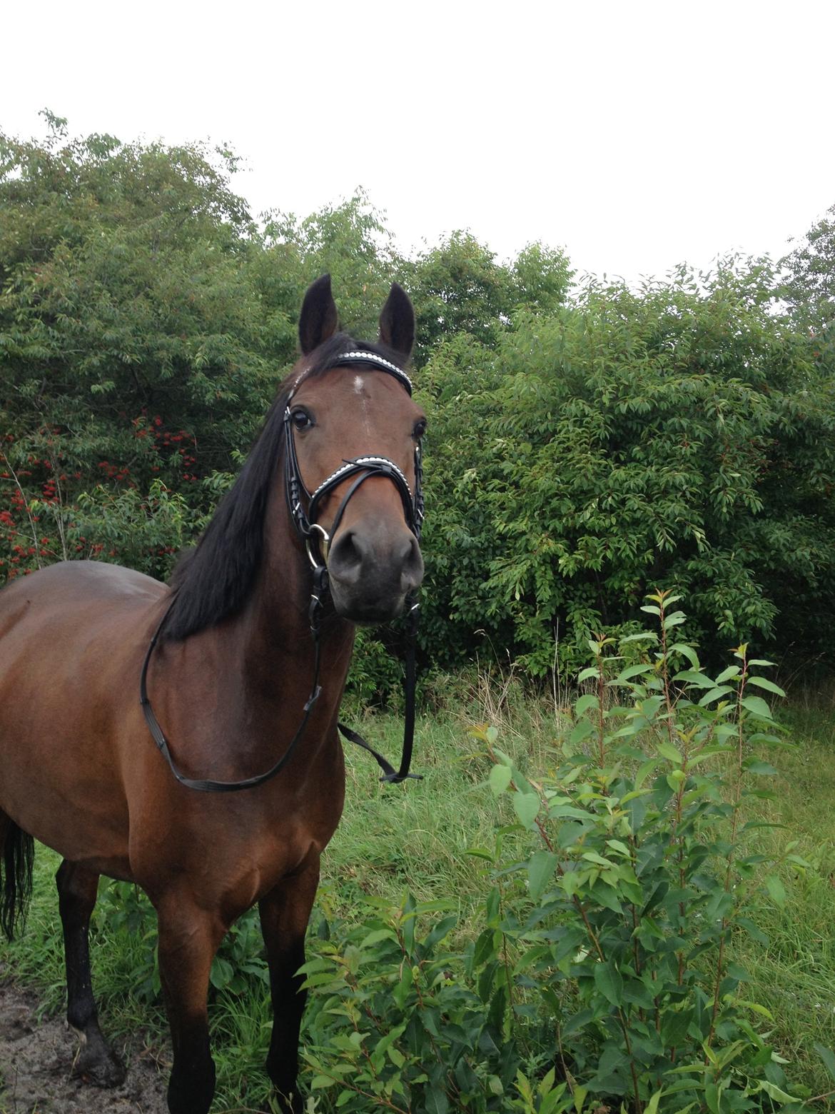 DSP Lykkehøjs Kiss Mee <3 billede 19