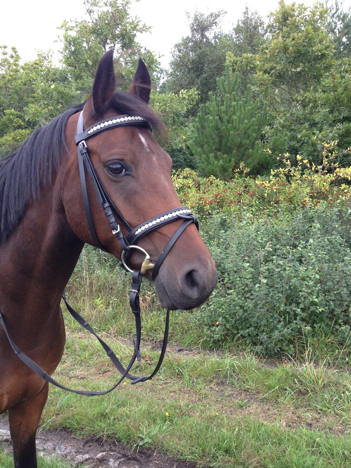 DSP Lykkehøjs Kiss Mee <3 billede 20