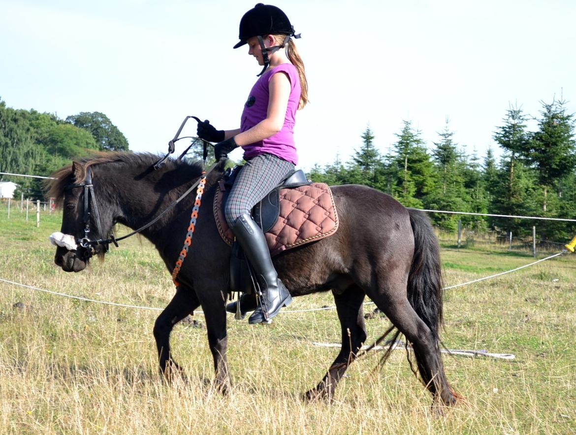 Anden særlig race Manse - Så fine :D billede 13