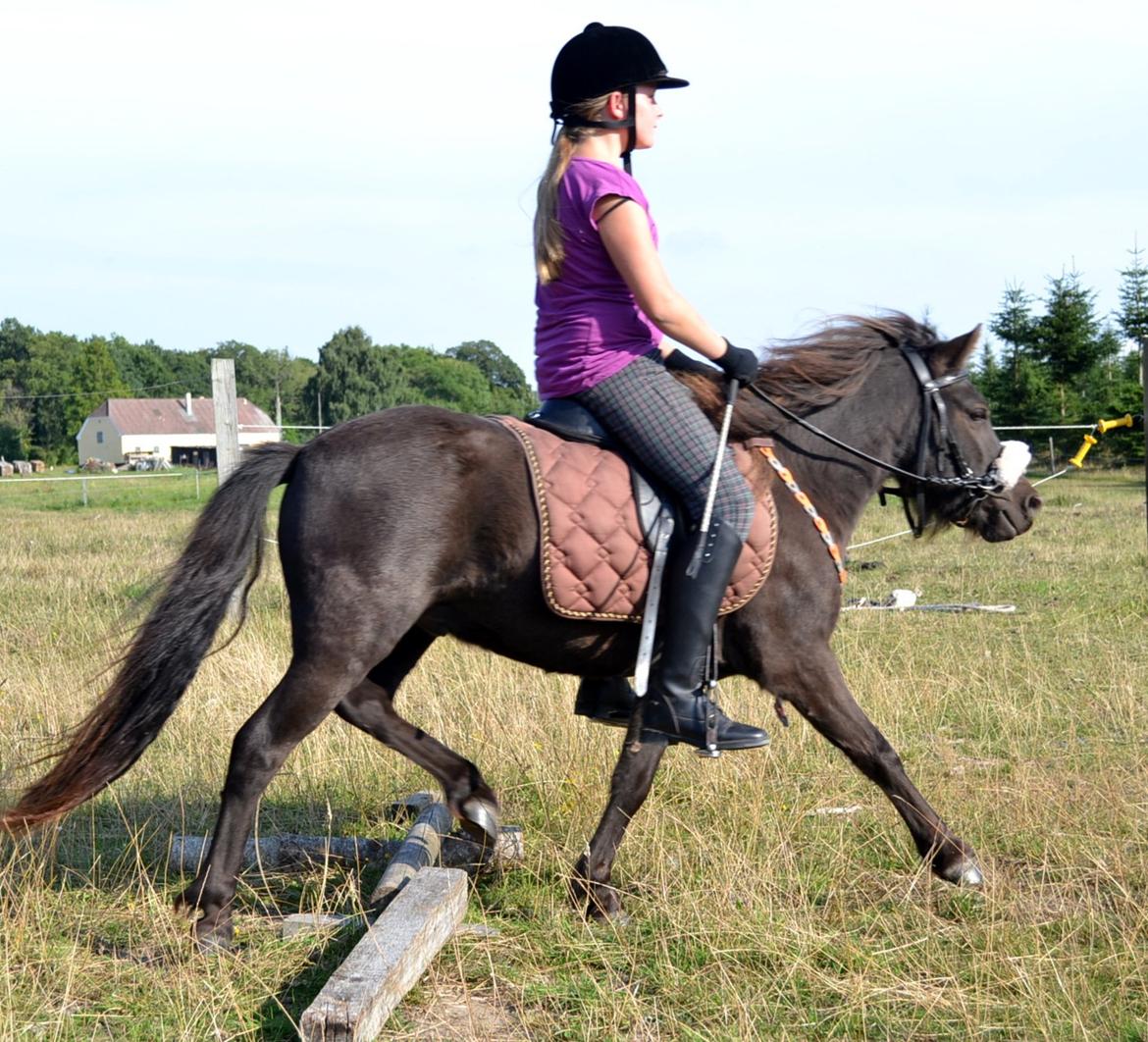 Anden særlig race Manse billede 14