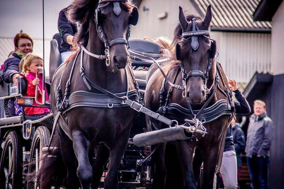 Frieser Paula von Inger-Marienlund, stb. 3. præmie - Paula og Mazandra til Åbent Landbrug d. 15/9-2013.. Paula til højre i billedet.. billede 13