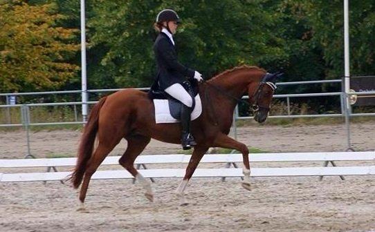 Tysk Sportspony Nanchos Next Time - B-pony billede 8