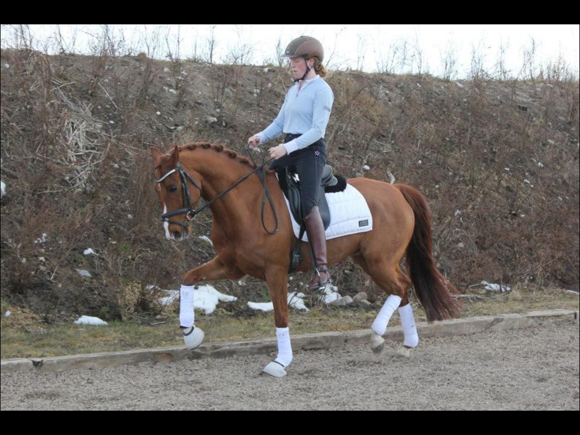 Tysk Sportspony Nanchos Next Time - B-pony billede 17