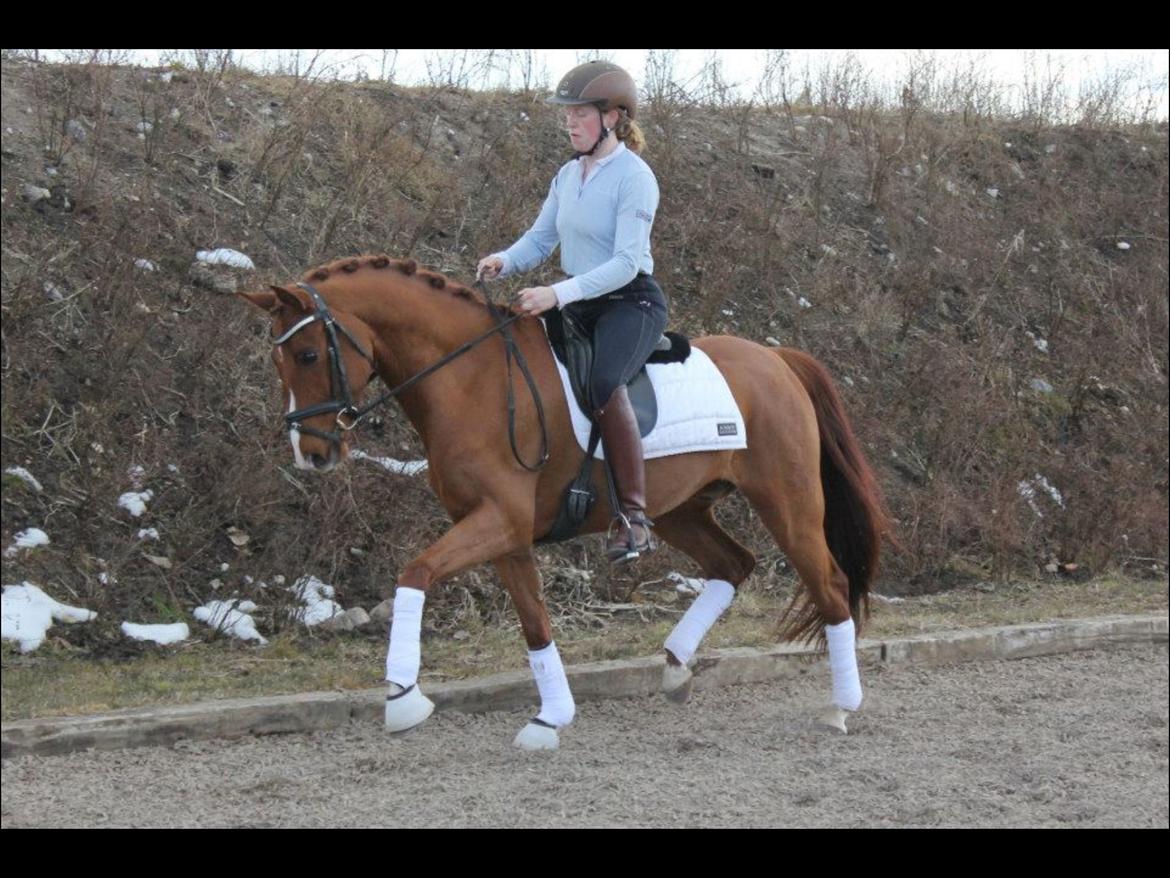 Tysk Sportspony Nanchos Next Time - B-pony billede 18