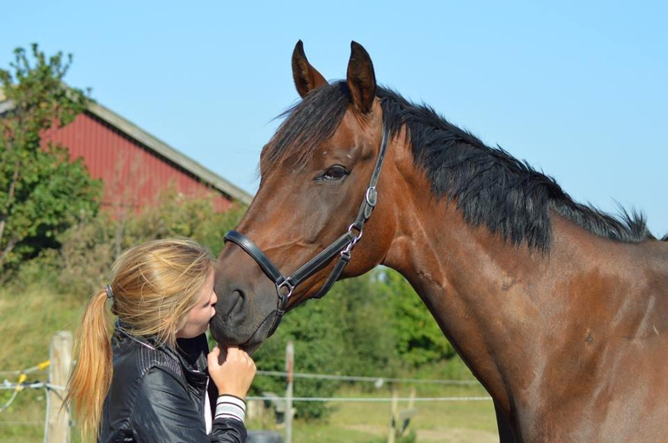 Dansk Varmblod Master's Future billede 1