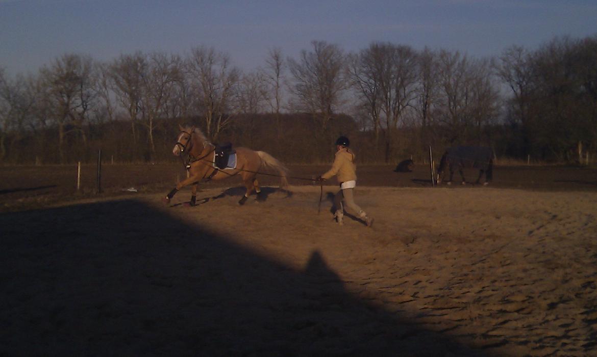 Palomino Heimdals Joy Of Gold - Træning <3 billede 9