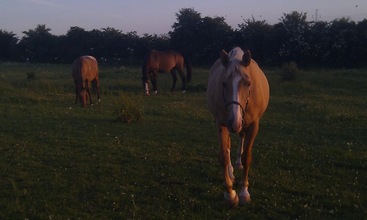 Palomino Heimdals Joy Of Gold - Så er vi rykket på Sheiksgaarden :) billede 10