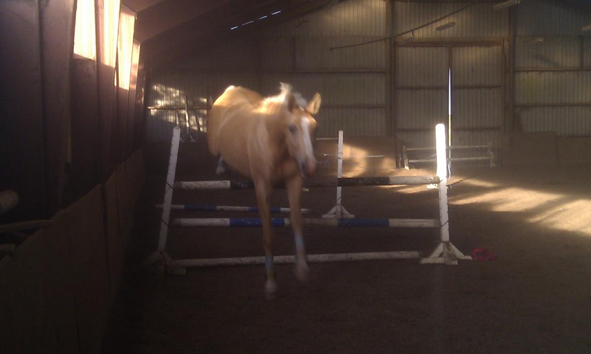 Palomino Heimdals Joy Of Gold - Joy løsspringer for 3 gang :) billede 11