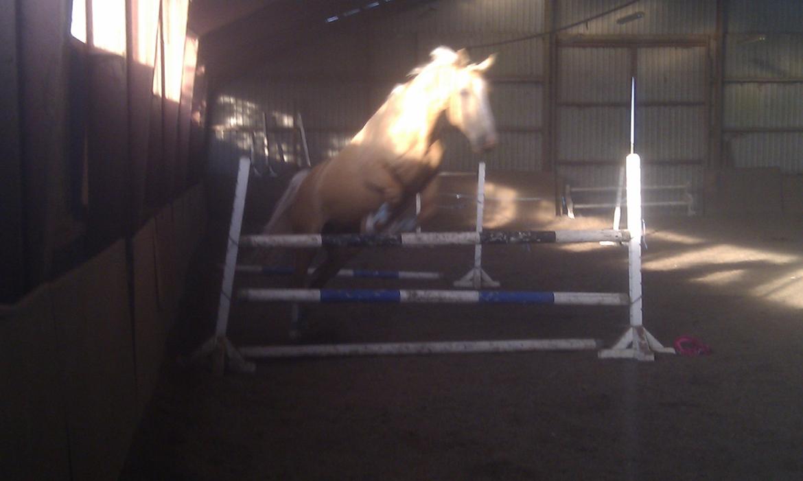 Palomino Heimdals Joy Of Gold billede 12