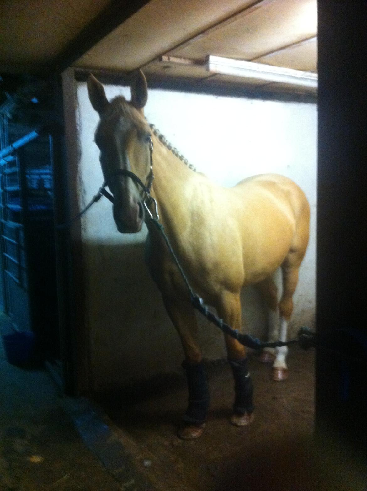 Palomino Heimdals Joy Of Gold - Så er vi klar til vores første stævne i mejlby <3 :D billede 13