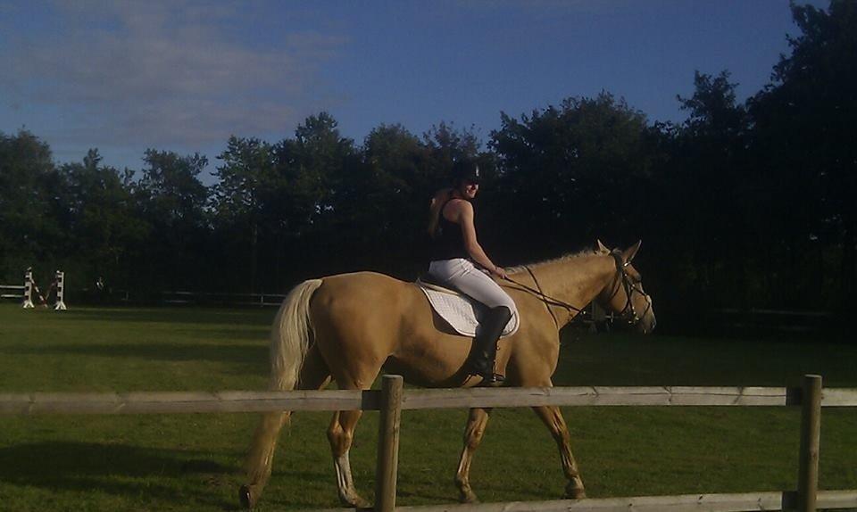 Palomino Heimdals Joy Of Gold - Joy på banen lige før start billede 14