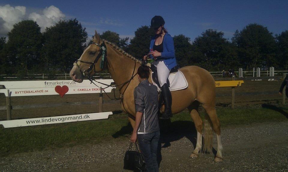 Palomino Heimdals Joy Of Gold billede 17