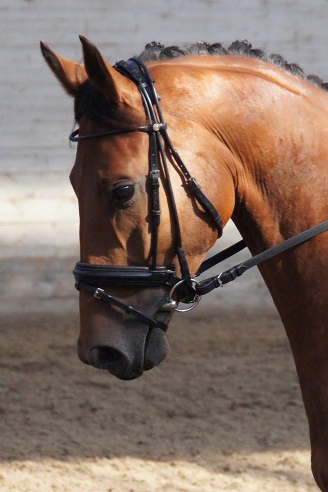 Dansk Varmblod Zaki billede 9