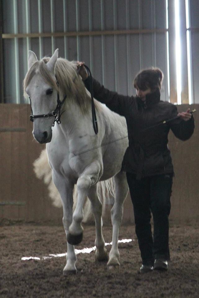 Lusitano Zapatero (spa) - Spanske skridt billede 34