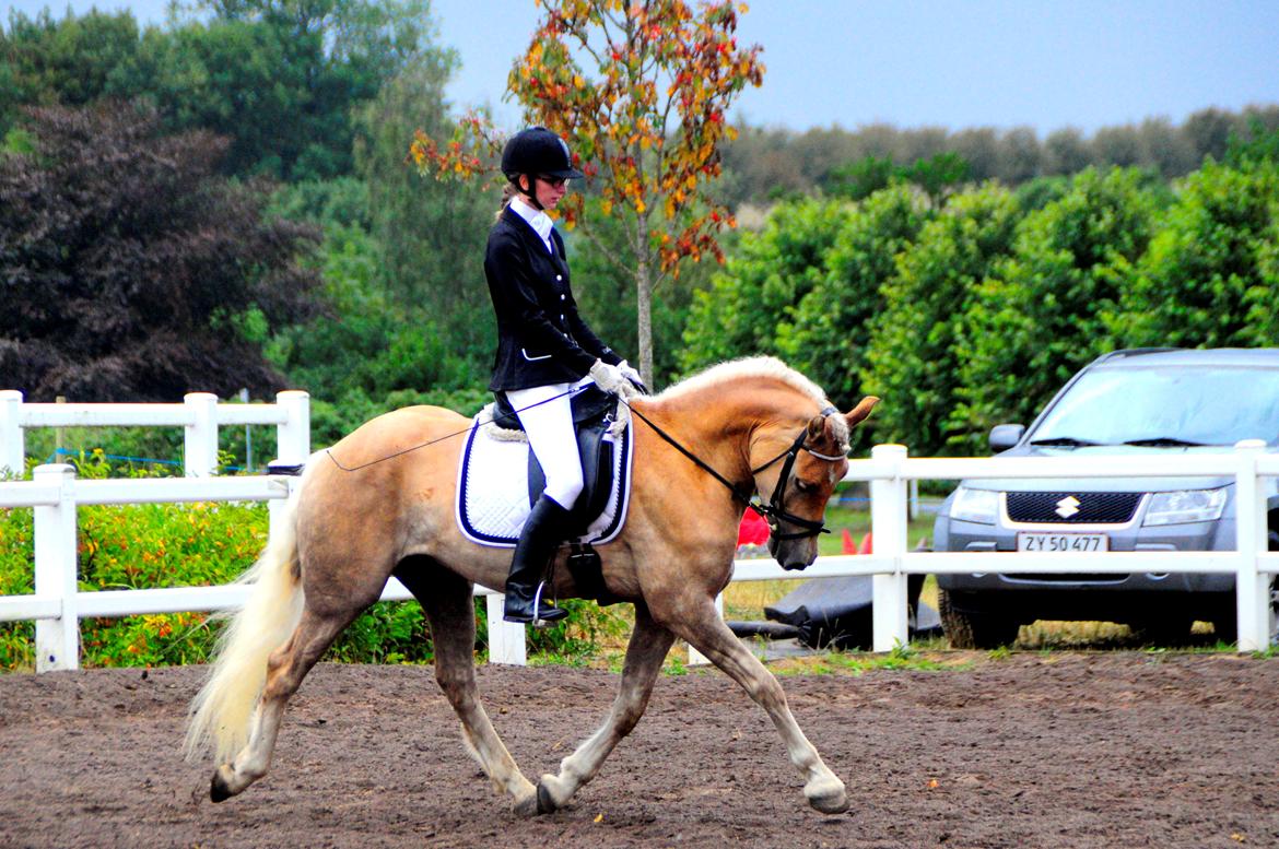 Haflinger Nantino Hestvang billede 10