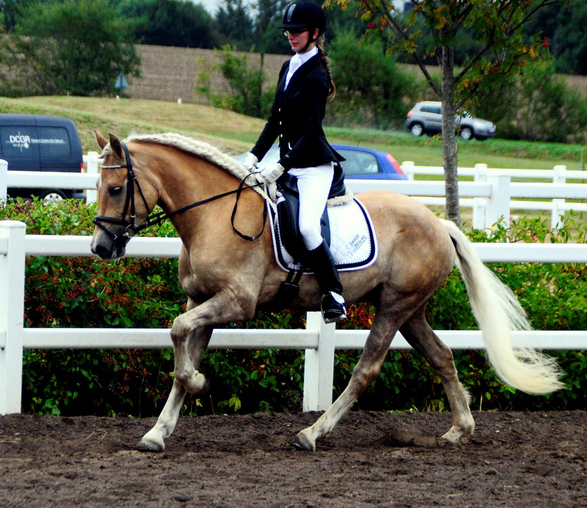 Haflinger Nantino Hestvang billede 13