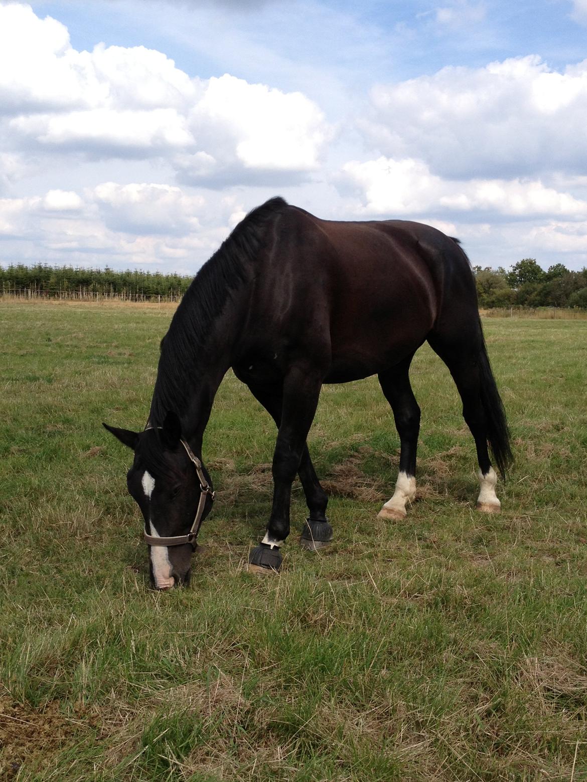 Oldenborg Jason af Helfin billede 3