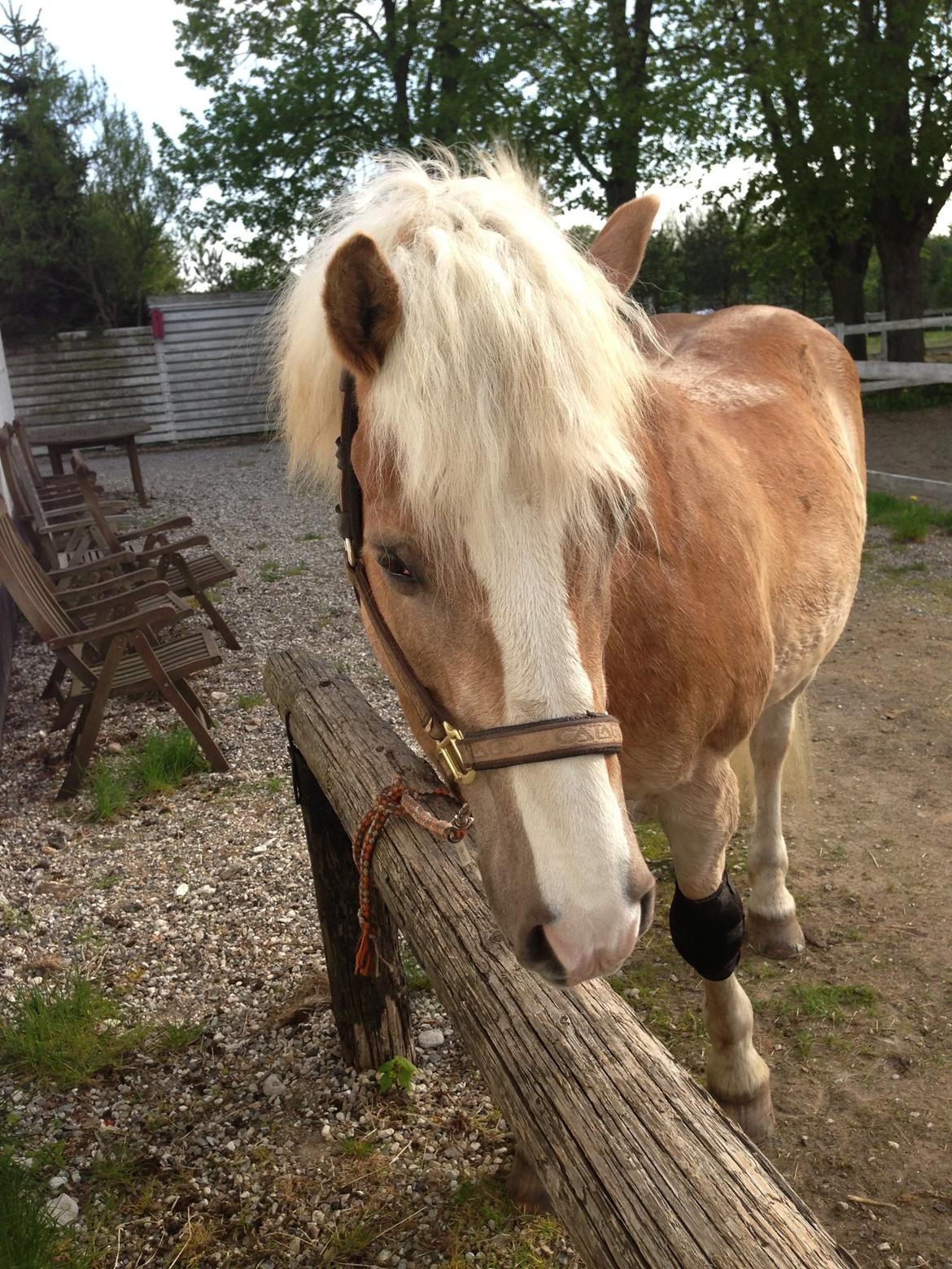 Tyroler Haflinger Aziz - Aziz Chamere fotografen, måske har hun godbidder?  billede 5