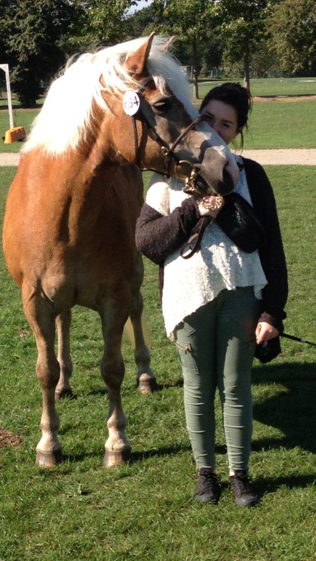 Tyroler Haflinger Aziz - Store Hestedag 2013. billede 11