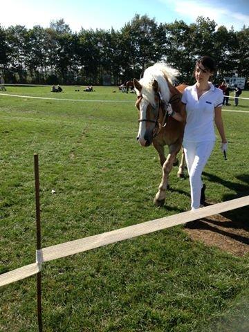 Tyroler Haflinger Aziz - Store Hestedag 2013. billede 10