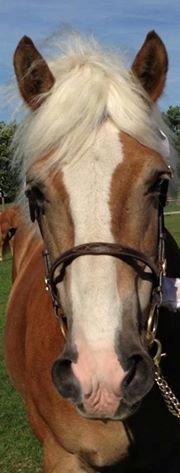 Tyroler Haflinger Aziz - Store Hestedag 2013. billede 12