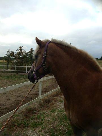 Tyroler Haflinger Aziz - flot muskuløs hals! billede 7