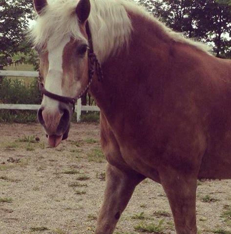 Tyroler Haflinger Aziz - haha :-p billede 6