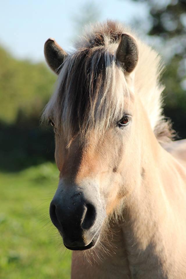 Fjordhest Birkens Jack - 7 sep 2013
  taget af Anna Østergaard Filholm billede 14